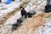 Sledding Pics_17